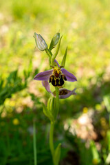 Ophrys abeille