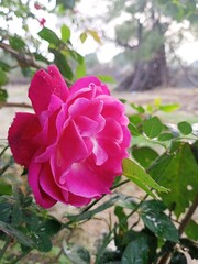 pink rose in garden