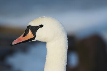 head of a white swan on a blue background © Paulina