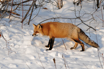 Red Fox stock photos. Fox Image. Picture. Portrait. Close-up profile view in the winter season in its  habitat with snow background displaying bushy fox tail, fur and looking to the left side.