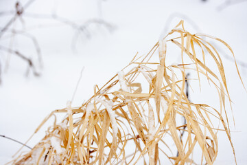 Obraz premium Plant with dry yellow leaves on white snow background