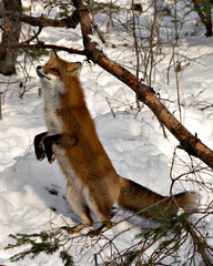 Red Fox Stock Photo. Fox standing on its back legs in the winter season in its environment and habitat with snow and branches background displaying bushy fox tail, fur. Fox Image. Picture. Portrait - obrazy, fototapety, plakaty