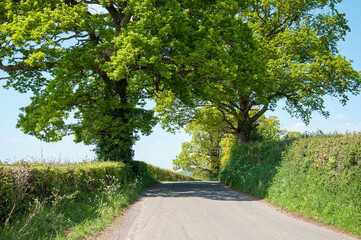 Oak trees down a summertime lane.