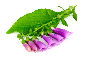 Digitalis or Foxgloves Plant Flower and Leaves. Medicinal Herb for Heart Control. Isolated on White Background. © Gummy Bear