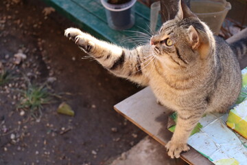 two cats play in the garden