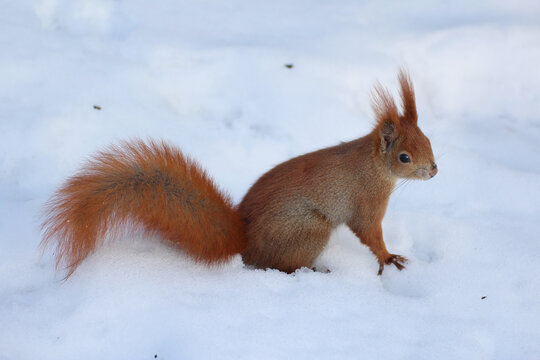 red squirrel on white snow © Paulina
