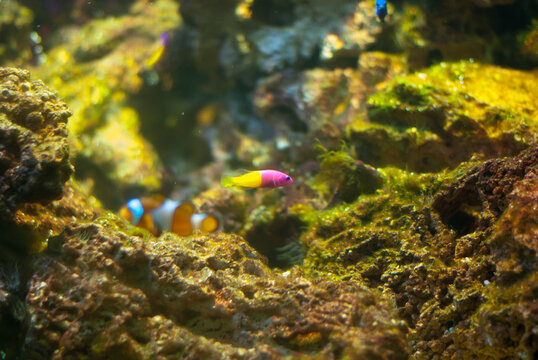 Selective focus shot of blue eye royal dottyback with corals in an aquarium