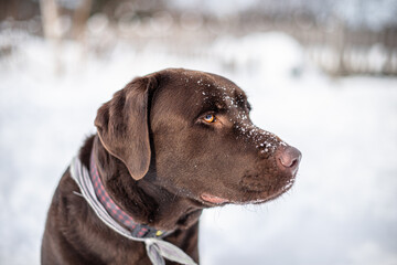 Close up on brown labrador retriever outside in winter snow