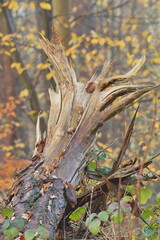 Ein Baumstamm mit der abgerissene Wurzel nach oben, auf dem unscharfen Hintergrund aus bunten, rötlichen Blätter.