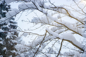 Snow on the branches. Beautiful winter day in the woods.