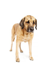 Obraz premium Broholmer dog