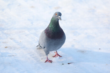 Gray pigeon walking on snow