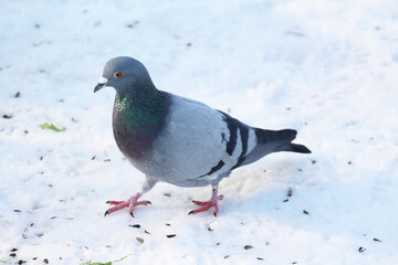 Gray pigeon walking on snow
