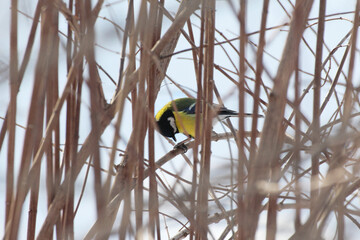 tit on a tree branch © Paulina