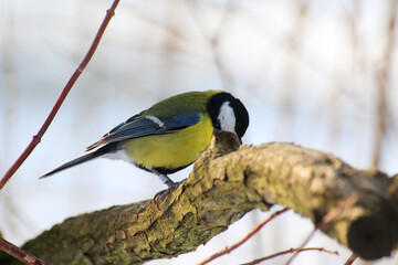 tit on a tree branch © Paulina