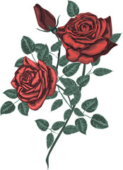 Red roses bouquet isolated on white background / vintage roses vector