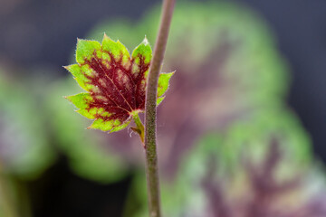 Heuchera Leaf, Coral Bells, Green and Red Foliage Closeup