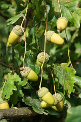 Acorns hanging from a tree in the forest