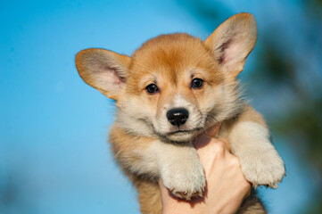 Cute corgi puppy in human's hands