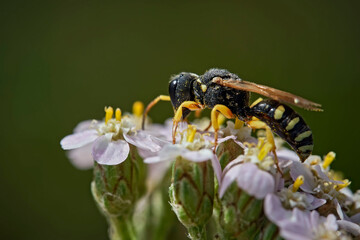 Grabwespe ( Lestica alata ).