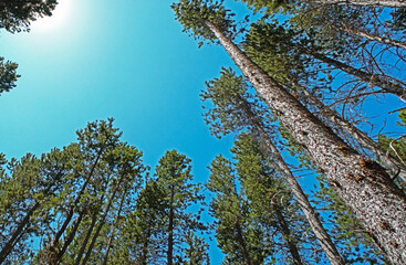 Low angle shot of the tops of green trees in the forest during the daytime under the blue sky - Powered by Adobe