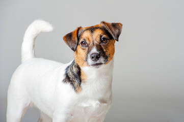 Jack Russell Terrier portrait, dog is looking at camera and has long tail up