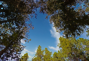 Low angle shot of the tops of green trees in the forest during the daytime under the blue sky - Powered by Adobe
