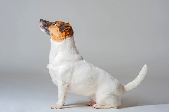 Jack Russell Terrier sitting. Obedient dog sitting in studio