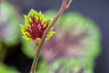 Coral Bells Leaf in Spring, Red and Green Heuchera