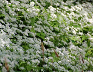 Ail des ours en fleur 