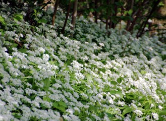 Ail des ours en fleur 