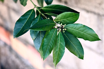 branch of laurel tree with leaves and flowers