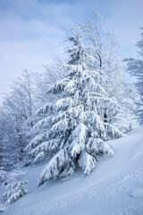 Obraz premium Beautiful Christmas tree covered with a thick layer of snow. Christmas tree grows on a slope high in the mountains. Winter landscape.