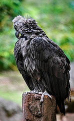 Cinereous vulture also known as the black vulture, monk vulture, or Eurasian black vulture. Latin name - Aegypius monachus