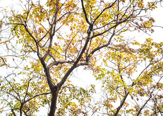 Beautiful autumn gold orange yellow and orange leaves on tree branches. Autumn nature landscape.