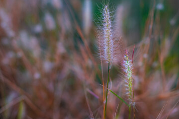 Soft focus Romantic nature wild grass flower. Summer meadow wild flower blooming with sunflare