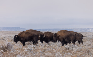 Herd of Bison in Winter in Northern Arizona