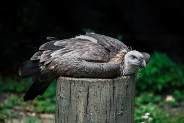 Eurasian griffon on the stump. Latin name - Gyps fulvus