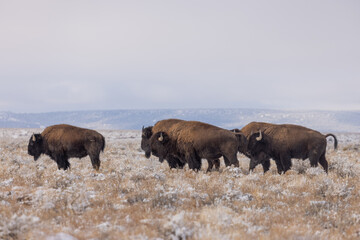 Herd of Bison in Winter in Northern Arizona