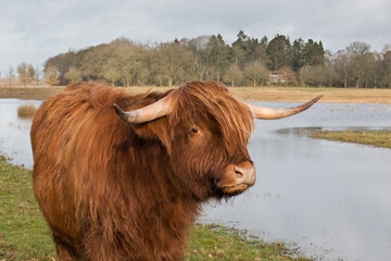 Scottish highland cow with long red hair, long horns and cute face