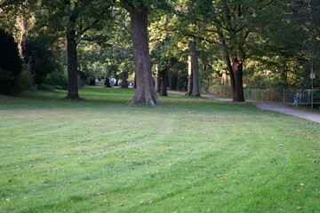 Obraz premium a park landscape with lush meadows