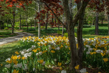 White and yellow tulips closeup
