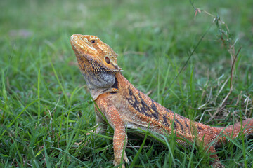 Bearded dragon lizard inside a bush