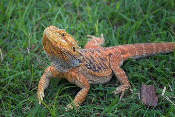 Bearded dragon lizard inside a bush