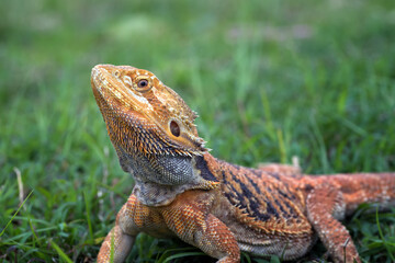 Bearded dragon lizard inside a bush