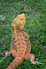 Bearded dragon lizard inside a bush