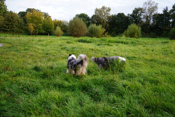 Hunde die auf einer Wiese spielen