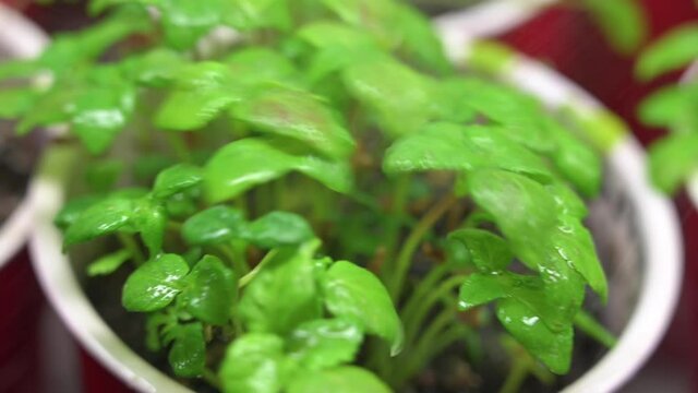 Young beefsteak herb plants being sprayed with misting bottle of water