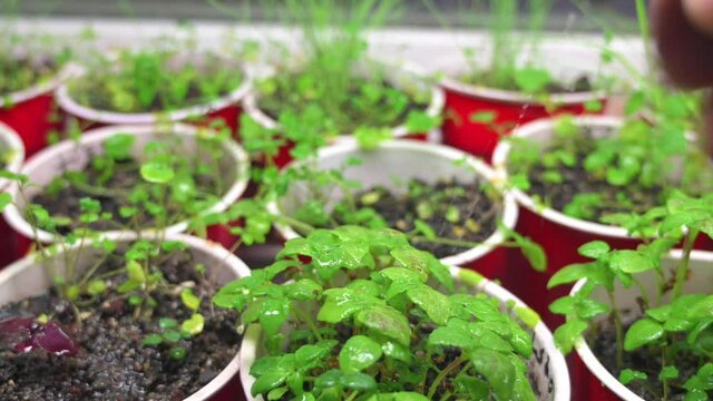 Group of young potted herbs being sprayed by a misting bottle