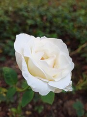 Close up single white rose in green backgrond